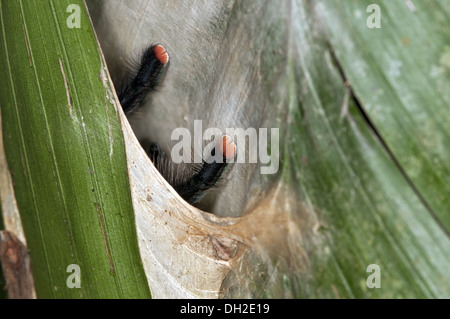 Zehenspitzen von rosa Zehen Vogelspinne Stockfoto