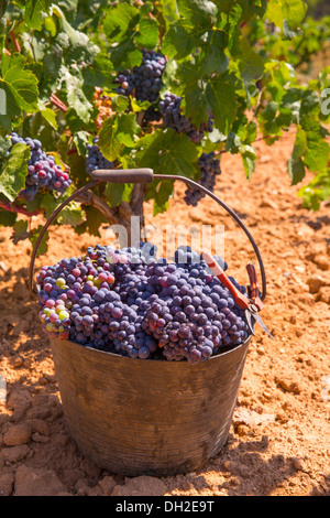 Bobal ernten mit Weintrauben Ernte im Mittelmeer Stockfoto