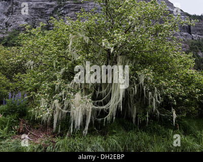 Apfelbaum mit Blüten und alten Mannes Bart Flechte, Muschel-Creek-Mündung, Muschel-Inlet, Mid Küste British Columbia bedeckt Stockfoto