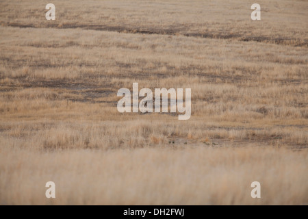 Nordamerikanische Kojote in trockenem Gras Feld (canis Yogiebeer) - Kalifornien, USA Stockfoto