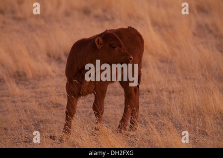 Rote Angus Kalb in trockenen Wiese - Coalinga, Kalifornien USA Stockfoto