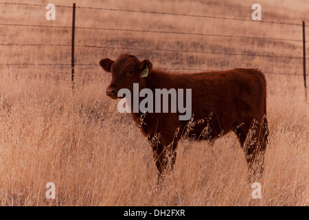 Rote Angus Kalb in trockenen Wiese - Coalinga, Kalifornien USA Stockfoto