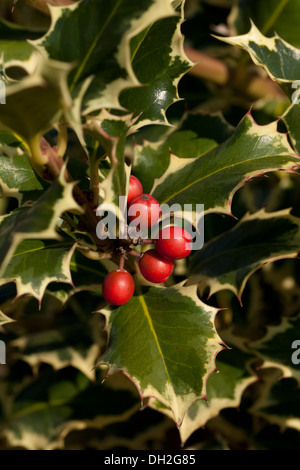 Bunte englische Stechpalme (Ilex Aquifolium - Argentea Marginata) Blätter und Beeren Stockfoto