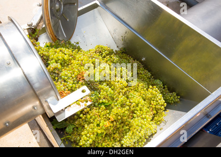 Chardonnay Korkenzieher Brecher Abbeermaschine im Weinbau mit Trauben Stockfoto