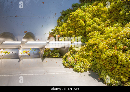 Chardonnay Korkenzieher Brecher Abbeermaschine im Weinbau mit Trauben Stockfoto