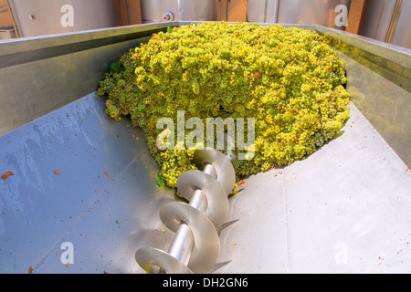 Chardonnay Korkenzieher Brecher Abbeermaschine im Weinbau mit Trauben Stockfoto