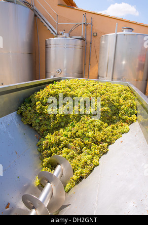 Chardonnay Korkenzieher Brecher Abbeermaschine im Weinbau mit Trauben Stockfoto