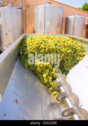 Chardonnay Korkenzieher Brecher Abbeermaschine im Weinbau mit Trauben Stockfoto