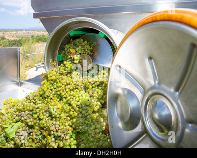 Chardonnay Korkenzieher Brecher Abbeermaschine im Weinbau mit Trauben Stockfoto