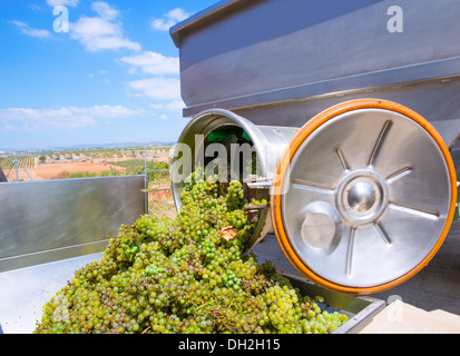 Chardonnay Korkenzieher Brecher Abbeermaschine im Weinbau mit Trauben Stockfoto