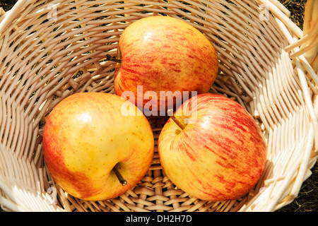 Schöne und reife Äpfel in wattled Korb Stockfoto