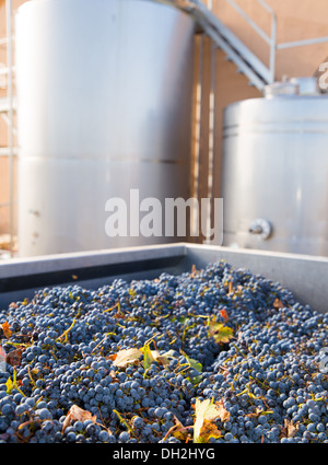 Cabernet Sauvignon Vinemaking mit Trauben und Gärung Edelstahl Panzer Schiffe Stockfoto