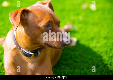Mini Pinscher braun Hündchen Porträt im Rasen liegen entspannt Stockfoto