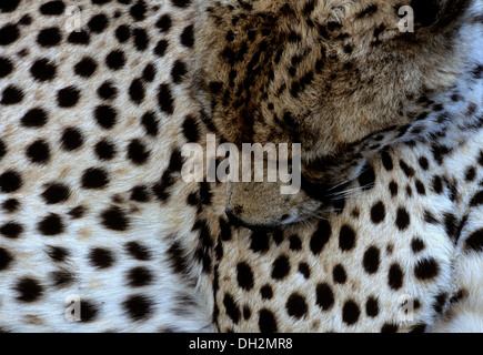 Erwachsene Geparden zusammengerollt im Schatten eines Fahrzeugs in Serengeti Nationalpark, Tansania, Afrika Stockfoto