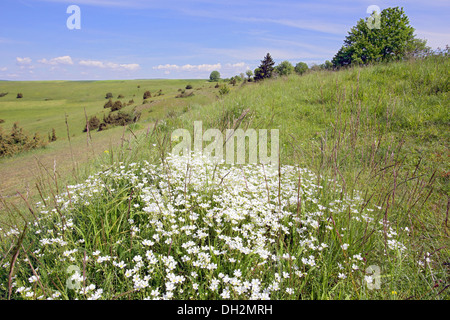 Heide mit Feld Vogelmiere, Cerastium arvense Stockfoto