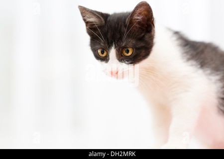 Niedliche kleine Kätzchen Stockfoto