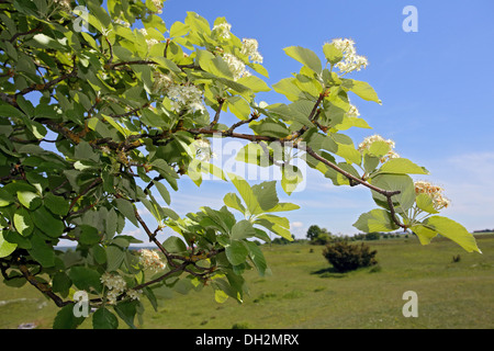 Sorbus Aria, Mehlbeere Stockfoto