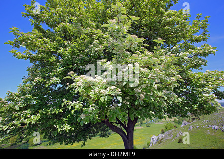 Sorbus Aria, Mehlbeere Stockfoto