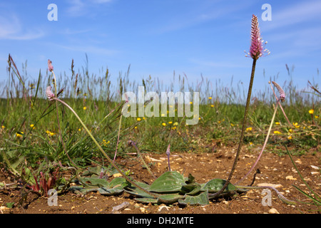 Plantago Media, Hoary Plantain Stockfoto