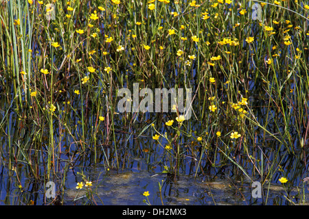 Geringerem Spearwort, Ranunculus flammula Stockfoto