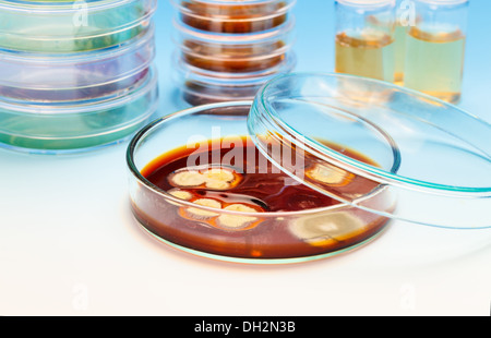 Petrischalen mit Proben der biologischen Kultur, medizinische Forschung Stockfoto