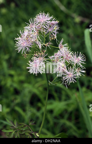 Thalictrum Aquilegifolium, größere Wiesenraute Stockfoto