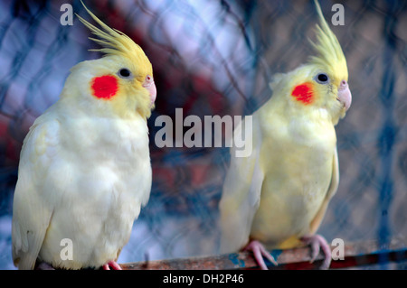 Perle Trauerschnäpper Nymphensittich Vögel zu verkaufen in Vogel Markt Kolkata Indien Asien Stockfoto