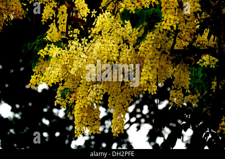 Goldene Dusche indischer Goldregen Baum botanische Name Cassia fistula Stockfoto