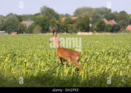 Rehbock auf der Flucht Stockfoto