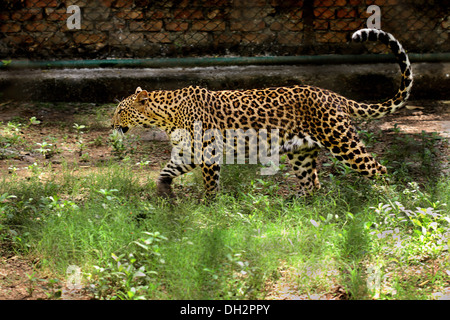 Leopard Wandern in Jamshedpur Zoo Jharkhand Indien Asien Stockfoto