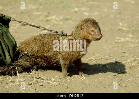 Indische graue Mungo, Mungo auf der Straße Show der Schlangenkampf, indien, asien Stockfoto