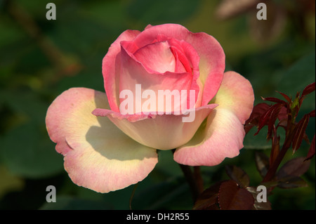 eine rosa rose Blume Stockfoto