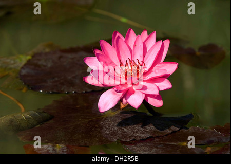 Stern Seerose Blume Stockfoto