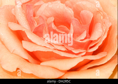 Nahaufnahme von Rosenblüte Stockfoto