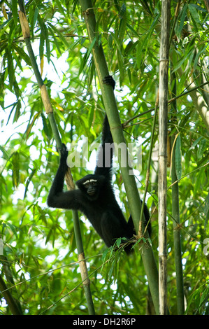 Hoolock Gibbon, Primat, Gibbons sind Affen in der Familie Hylobatidae, auf Bambus-Baum, Hoollongapar Gibbon Sanctuary, Jorhat, Assam, Indien, Asien Stockfoto