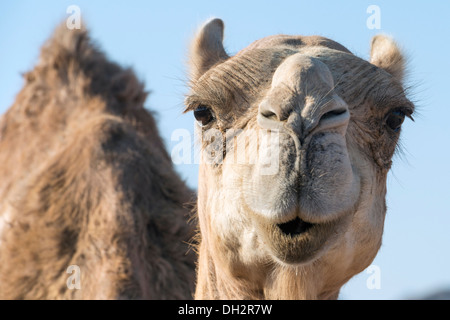 Wilde Dromedar Kamel im Ras Mohammed National Park, Camelus Dromedarius, Sinai, Ägypten Stockfoto
