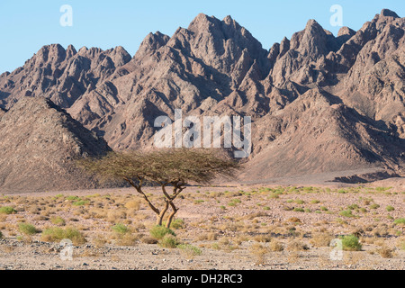 Impressionen des Ras Mohammed National Park, Sinai, Ägypten Stockfoto