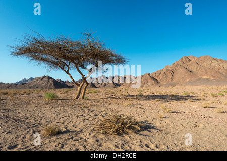 Impressionen des Ras Mohammed National Park, Sinai, Ägypten Stockfoto