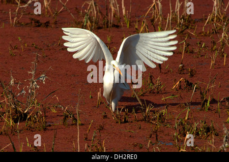 Silberreiher Bharatpur Rajasthan Indien Asien Stockfoto