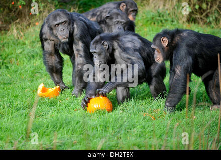 TDunstable, Bedfordshire, UK. 30. Oktober 2013. Die Tiere im ZSL Whipsnade Zoo werden ihre Zähne in einige Leckereien immer wie sie sich Kürbis Platten zu bekommen in die gruselige Stimmung angerichtet sind. Schimpansen spielen mit ihrer Jack O ' Laternen. © Brian Jordan/Alamy Live-Nachrichten Stockfoto