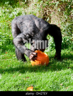 Dunstable, Bedfordshire, UK. 30. Oktober 2013. Die Tiere im ZSL Whipsnade Zoo werden ihre Zähne in einige Leckereien immer wie sie sich Kürbis Platten zu bekommen in die gruselige Stimmung angerichtet sind. Schimpansen spielen mit ihrer Jack O ' Laternen. © Brian Jordan/Alamy Live-Nachrichten Stockfoto