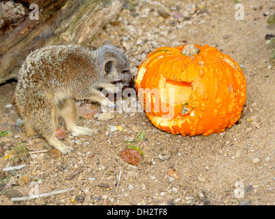 Dunstable, Bedfordshire, UK. 30. Oktober 2013. Die Tiere im ZSL Whipsnade Zoo werden ihre Zähne in einige Leckereien immer wie sie sich Kürbis Platten zu bekommen in die gruselige Stimmung angerichtet sind. Meerkats Paul, George und Ringo erfreuen sich ein Frühstück mit Grillen in Jack O versteckt "Laternen. © Brian Jordan/Alamy Live-Nachrichten Stockfoto