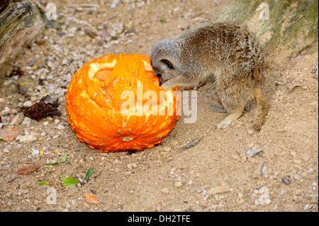 Dunstable, Bedfordshire, UK. 30. Oktober 2013. Die Tiere im ZSL Whipsnade Zoo werden ihre Zähne in einige Leckereien immer wie sie sich Kürbis Platten zu bekommen in die gruselige Stimmung angerichtet sind. Meerkats Paul, George und Ringo erfreuen sich ein Frühstück mit Grillen in Jack O versteckt "Laternen. © Brian Jordan/Alamy Live-Nachrichten Stockfoto