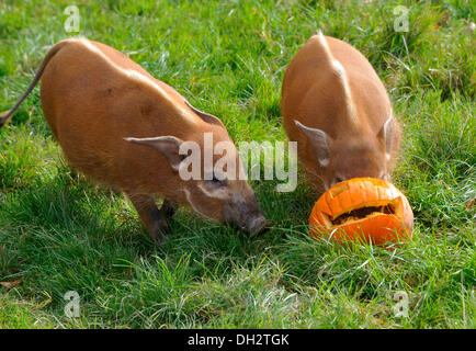 Dunstable, Bedfordshire, UK. 30. Oktober 2013. Die Tiere im ZSL Whipsnade Zoo werden ihre Zähne in einige Leckereien immer wie sie sich Kürbis Platten zu bekommen in die gruselige Stimmung angerichtet sind. Red River Hoggs spielen mit ihrer Jack O ' Laternen. © Brian Jordan/Alamy Live-Nachrichten Stockfoto