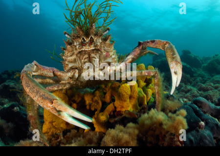 Europäische Seespinnen, Maja Squinado, Piran, Istrien, Slowenien Stockfoto