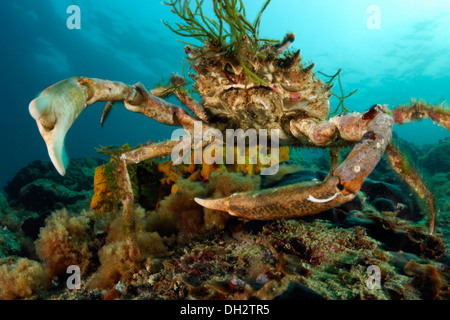 Europäische Seespinnen, Maja Squinado, Piran, Istrien, Slowenien Stockfoto