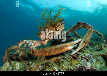 Europäische Seespinnen, Maja Squinado, Piran, Istrien, Slowenien Stockfoto