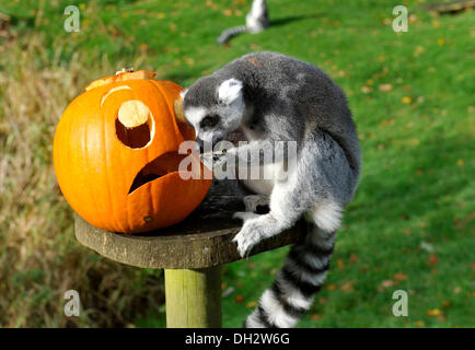 Dunstable, Bedfordshire, UK. 30. Oktober 2013. Die Tiere im ZSL Whipsnade Zoo werden ihre Zähne in einige Leckereien immer wie sie sich Kürbis Platten zu bekommen in die gruselige Stimmung angerichtet sind. Kattas, spielen mit ihren Jack O ' Laternen. © Brian Jordan/Alamy Live-Nachrichten Stockfoto