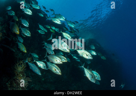 Fischschwarm von Orangespotted Makrelen, Carangoides Bajad, Ras Muhammad, Rotes Meer, Sinai, Ägypten Stockfoto