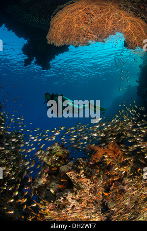 Tauchen im Roten Meer, Ras Muhammad, Sinai, Ägypten Stockfoto